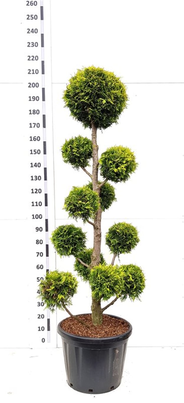 Thuja occ. 'Yellow Ribbon' - 160-180 CM Ponpon Cont.